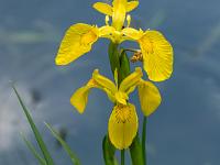 Gelbe Schwertlilien an kleinem Teich